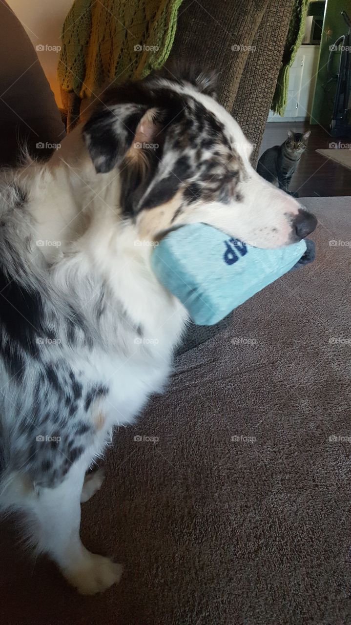 my new toy from barkbox