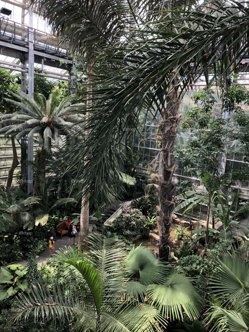 Serene view inside a large tropical conservatory with palm trees and children playing