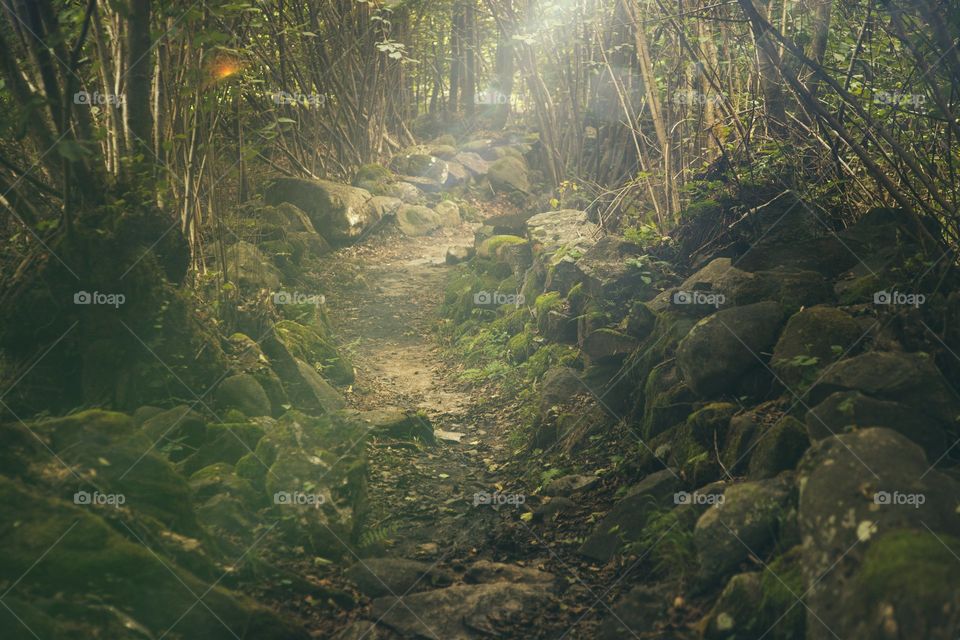 Forest path Mystical