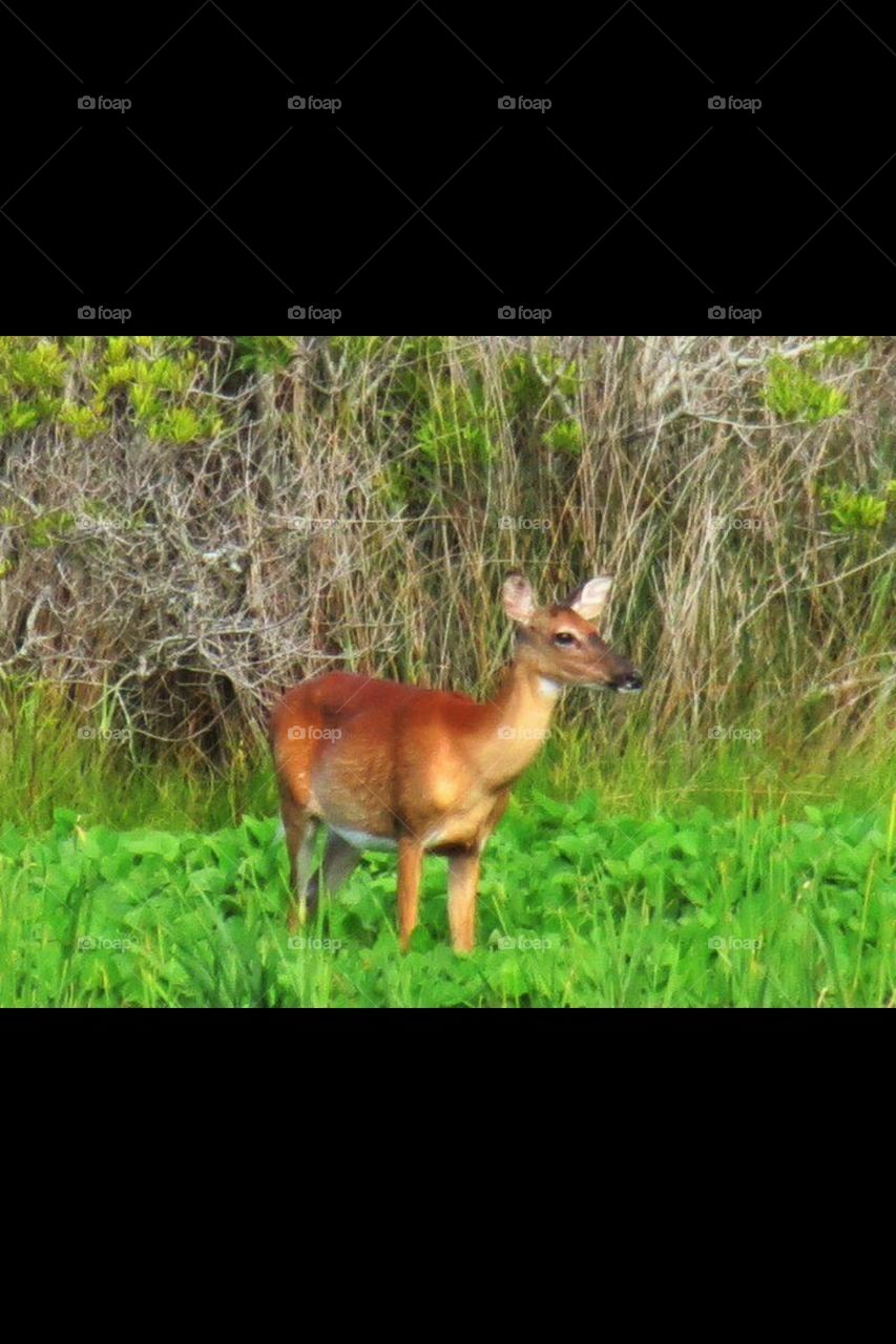 Virginia Wildlife 