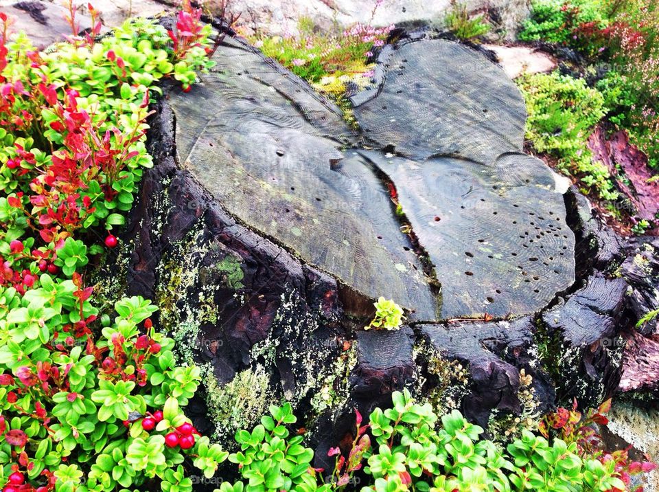 Autumn image from the forest with cranberries