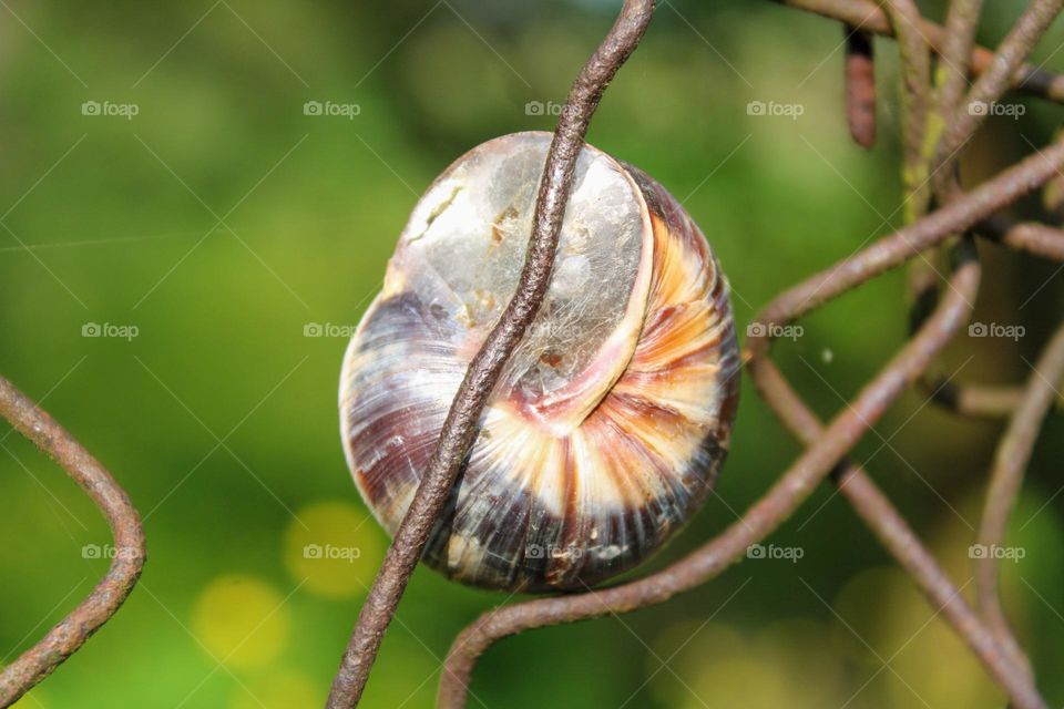 snail