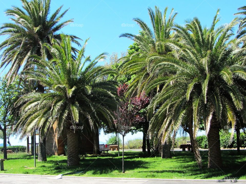 Пальмы на побережье моря. Италия.