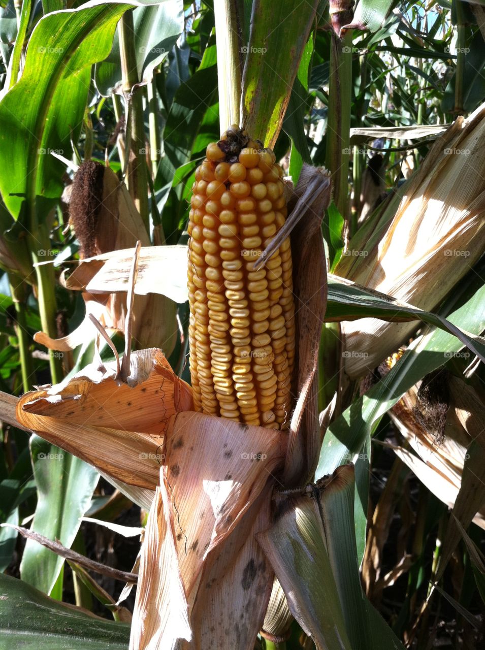 Corn on the cob growing in nature