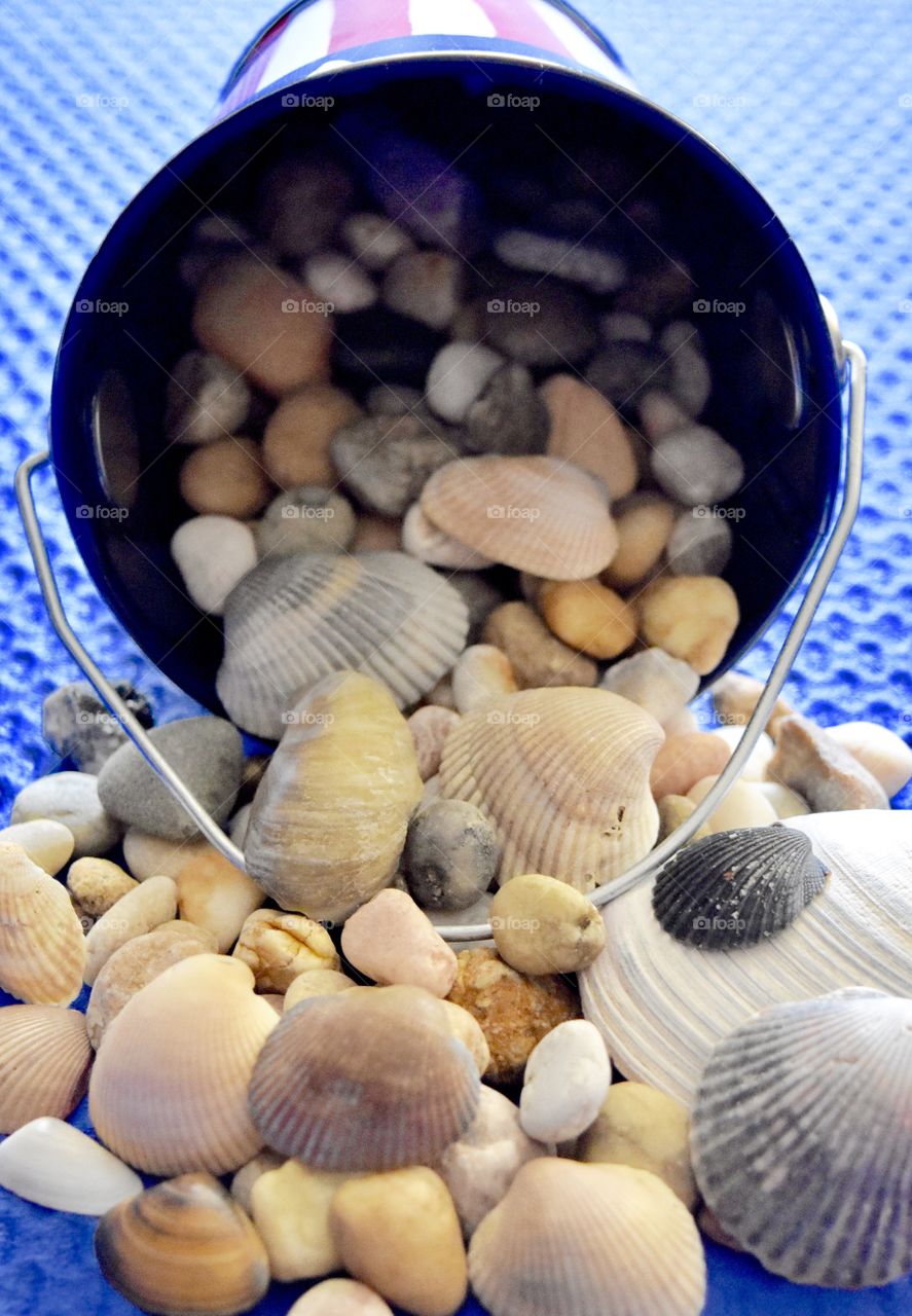 Sea Shells