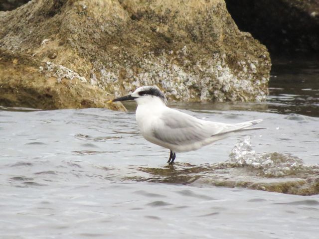 Bird's