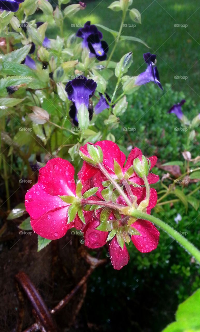 geranium