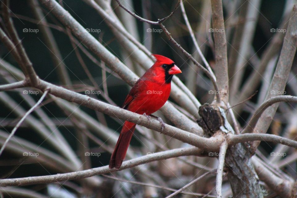 Lone cardinal 