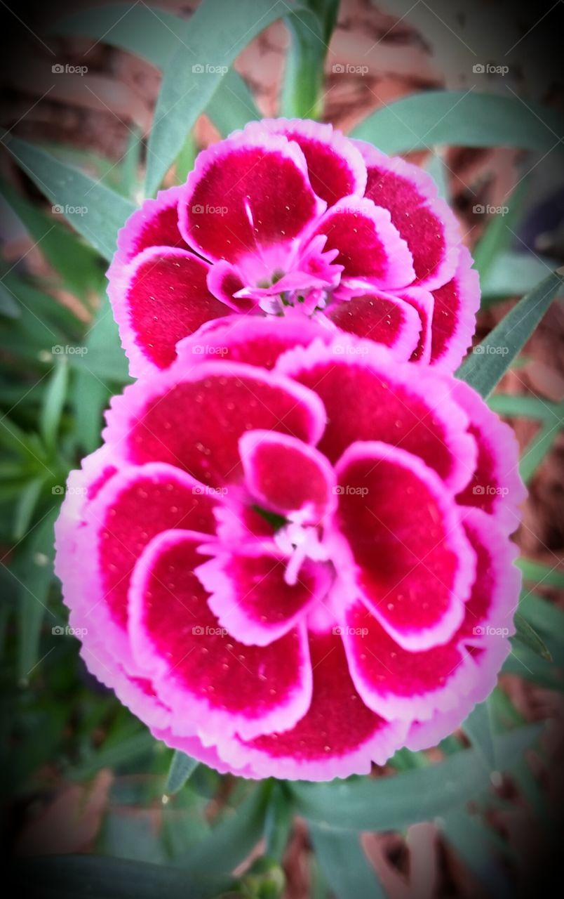 Pot carnations. flowers, growing in my garden. 