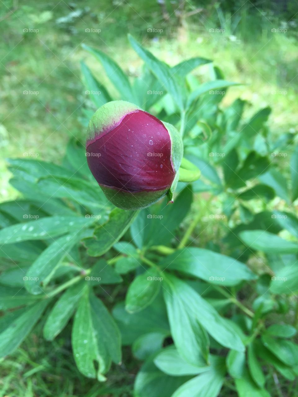 In my garden 