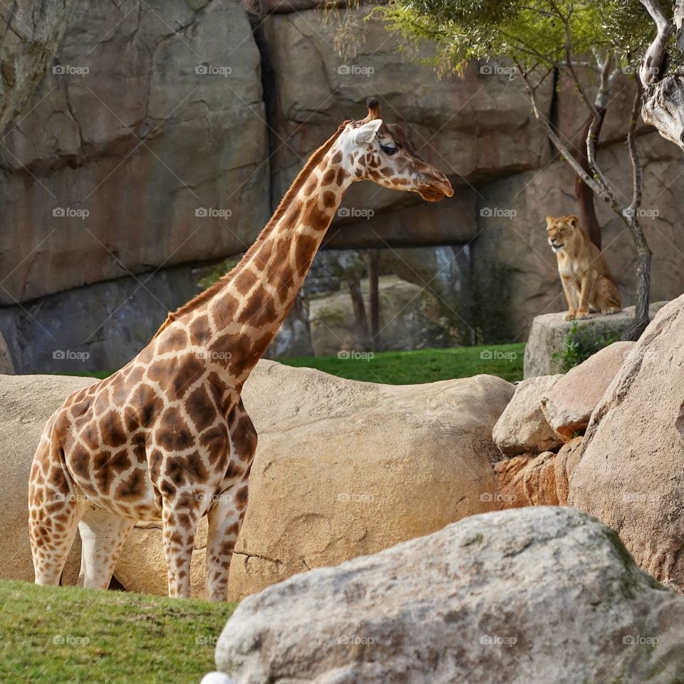 Giraffe 