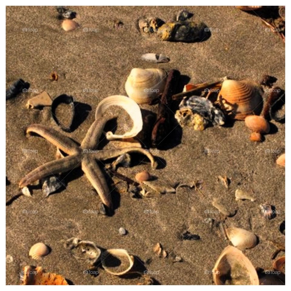 Beach Treasures