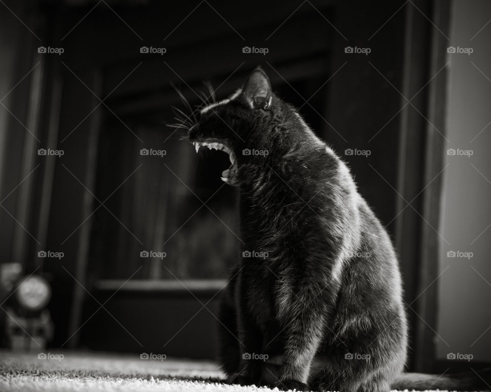 yawning cat