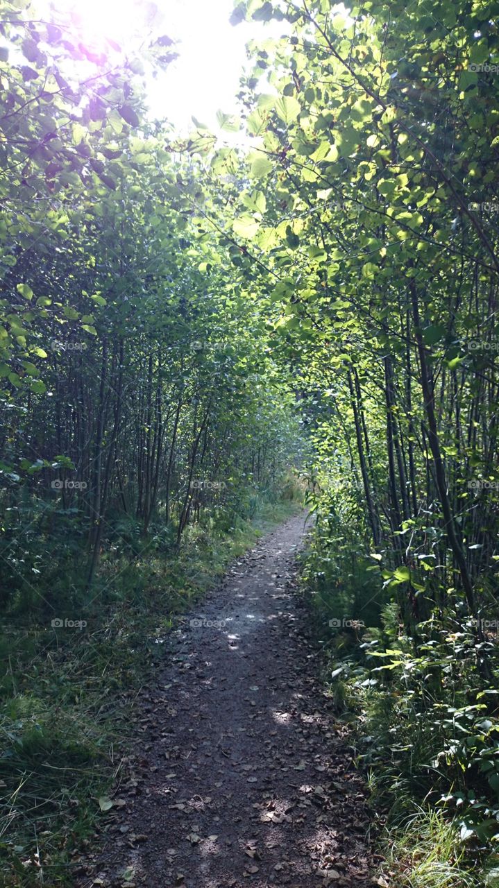 Path in a forest Sweden