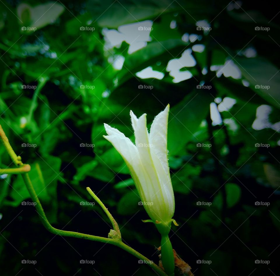 White Oporajita Flower