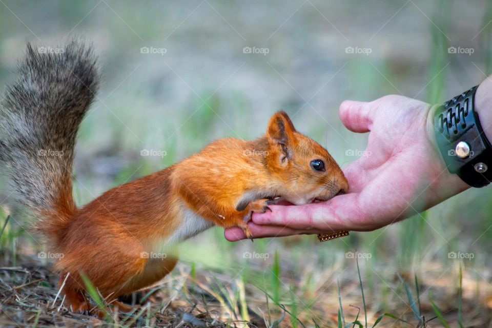 Man feeding the squirrel in the park 