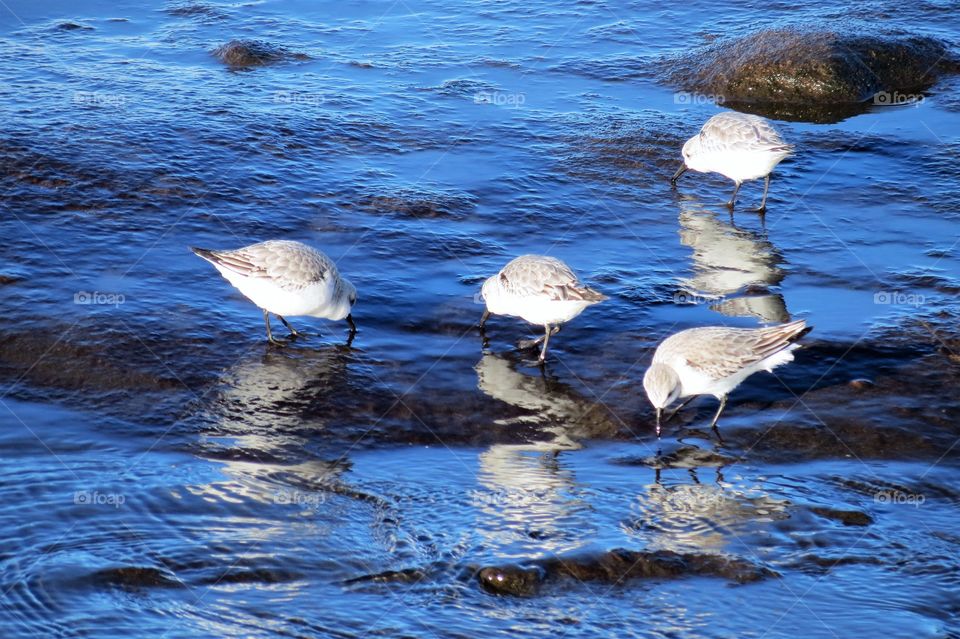 Sandpiper Quartet. 