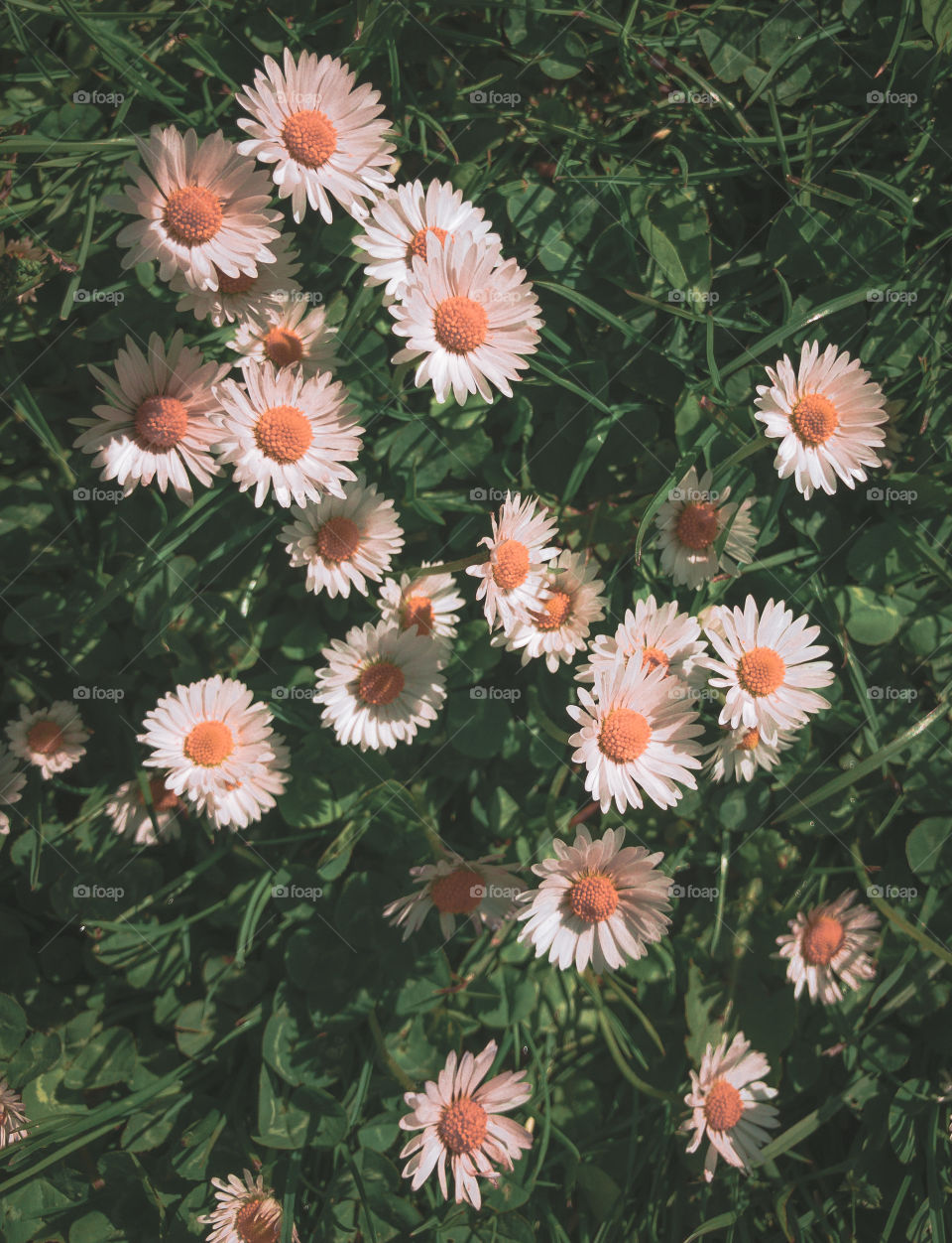 Daisies 