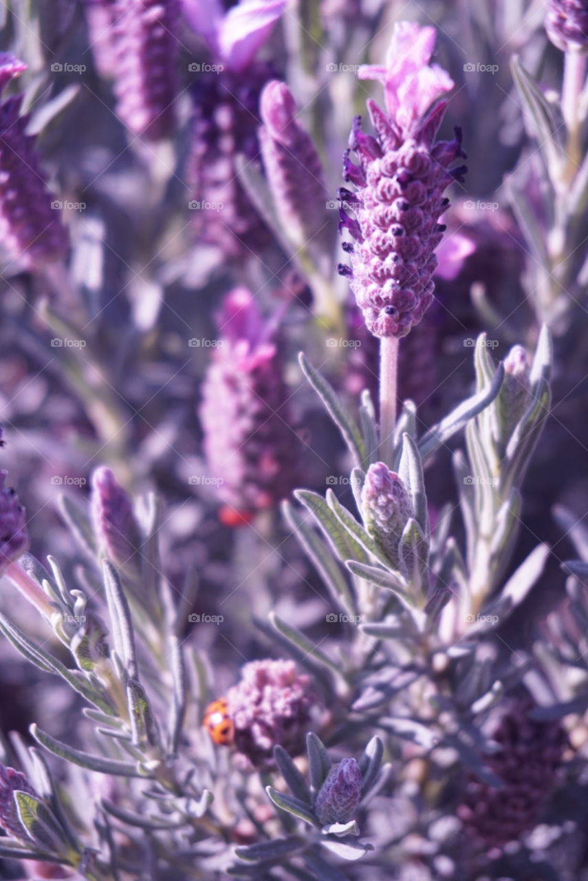 Lavender 
Springs 
California