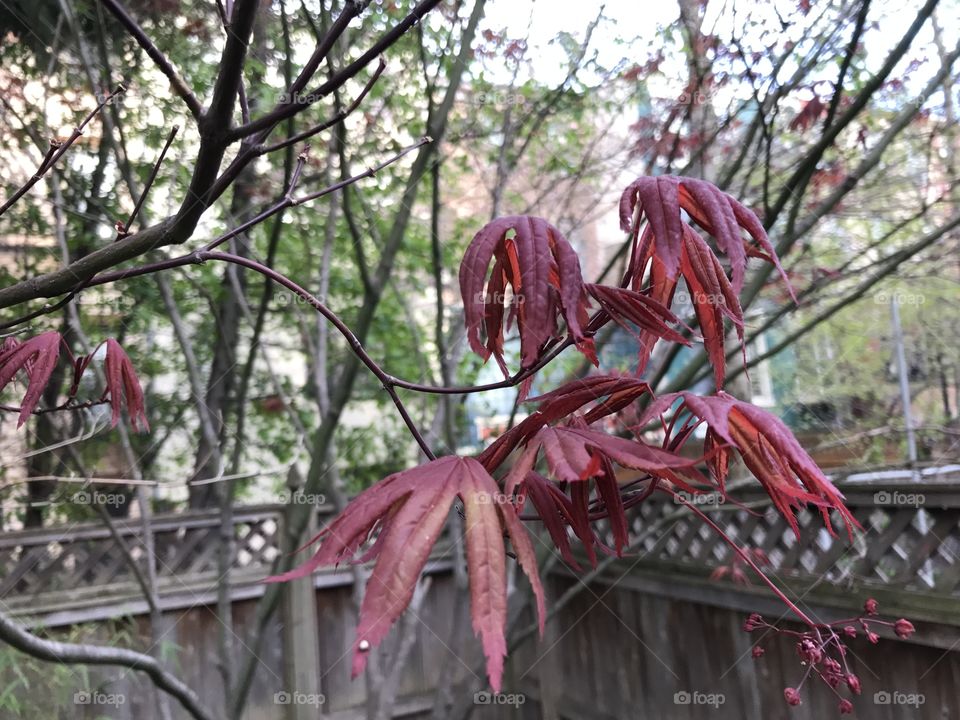 Japanese red maple in garden