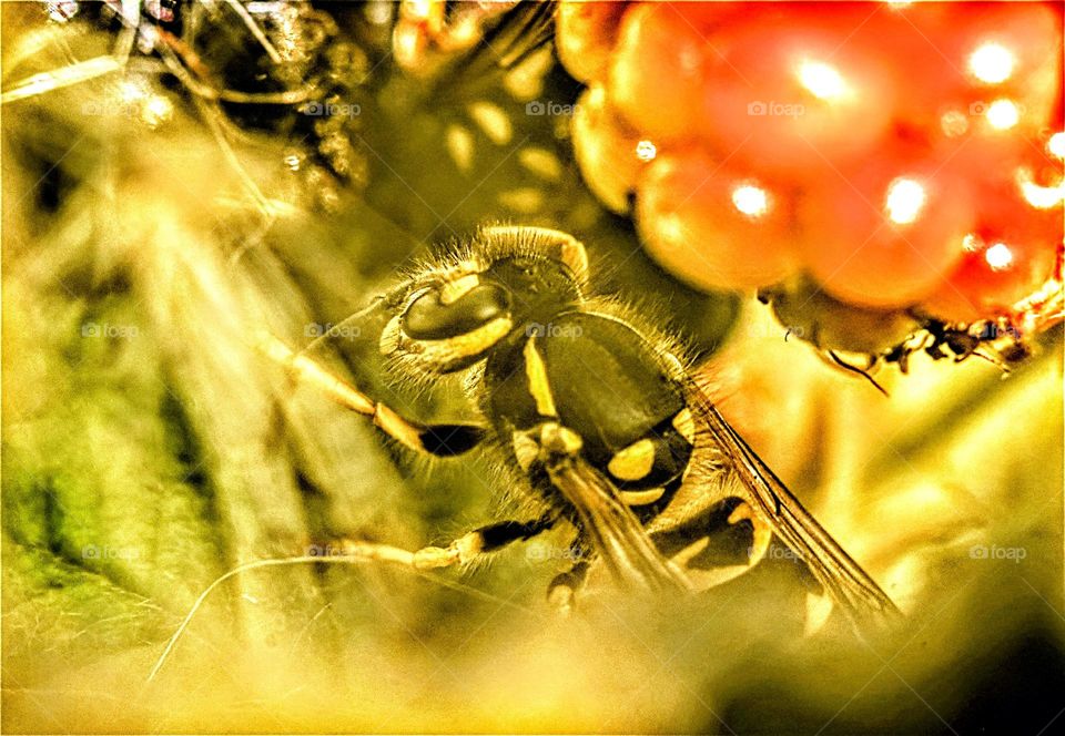 bee eating from a blackberry yellow glow close up macro picture