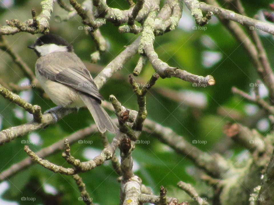 Black-capped Chickadee