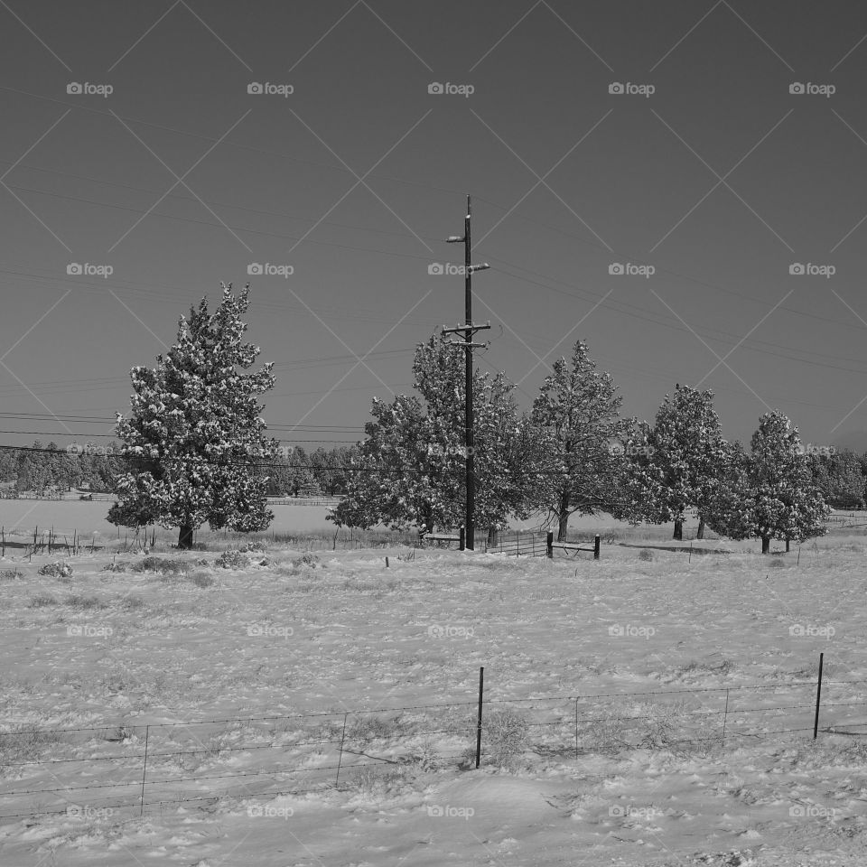 A group of juniper trees in a field after a fresh snow in Central Oregon.   