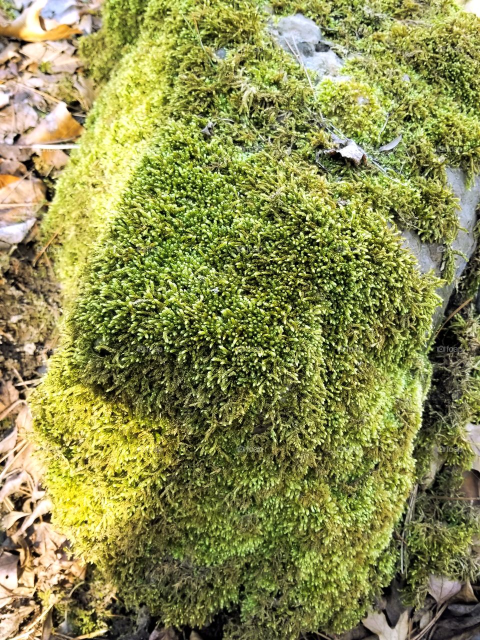Mossy