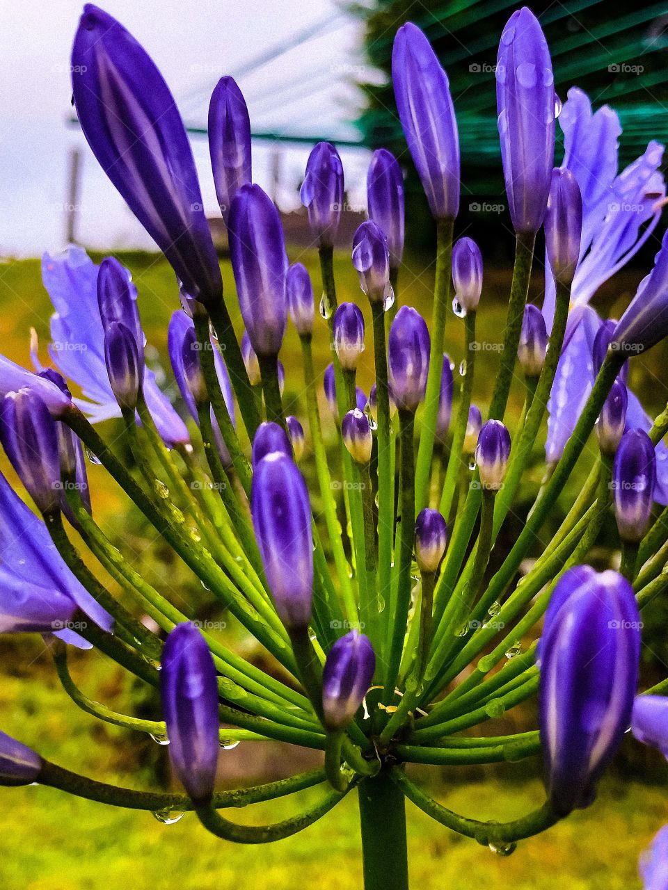 Agapanthus 