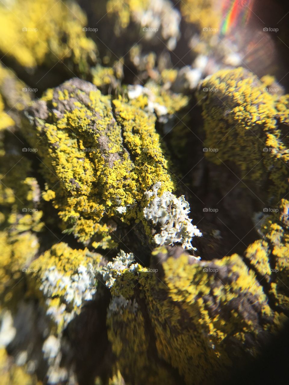 Closeup of tree bark