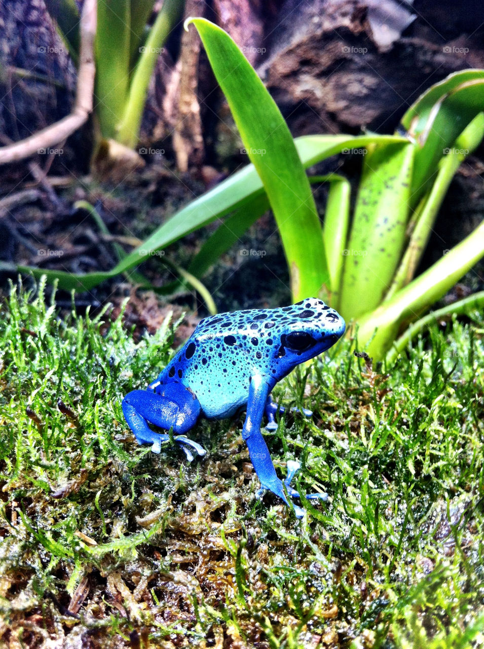 blue grass blå frog by ka71