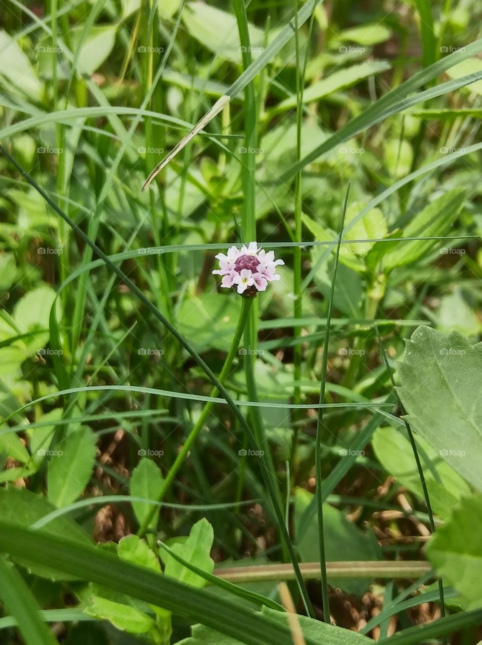 A small white-purple flower that looks like it's made of smaller flowers.