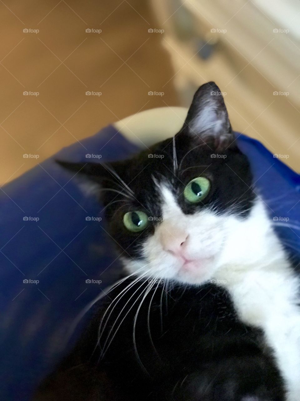 Bandit trying to take a nap if someone will quit trying to get his attention to snap his picture!