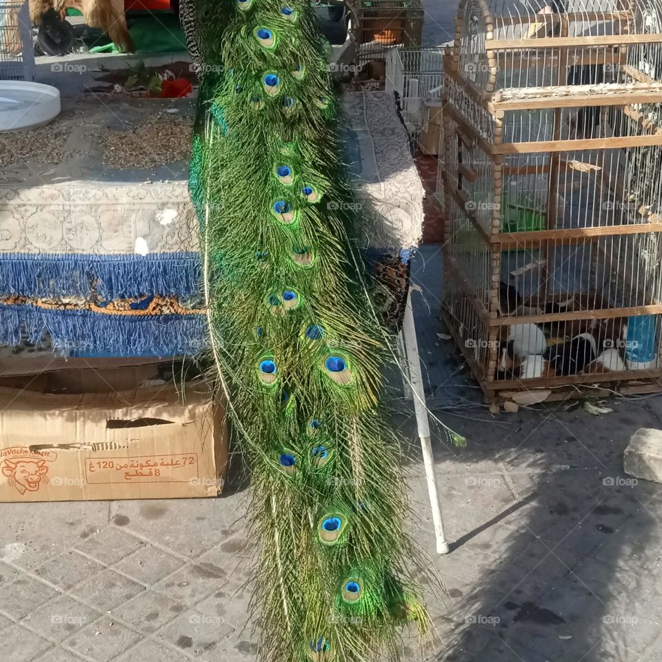 green birds , the beauty of morocco