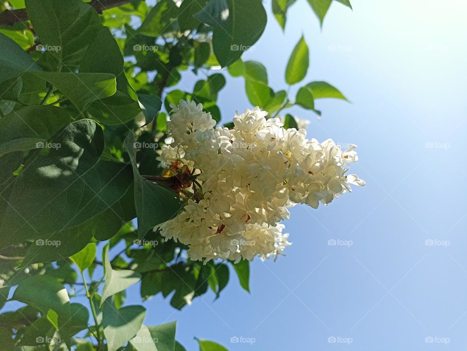 Syringa vulgaris, the lilac or common lilac, is a species of flowering plant in the olive family Oleaceae, native to the Balkan Peninsula, where it grows on rocky hills