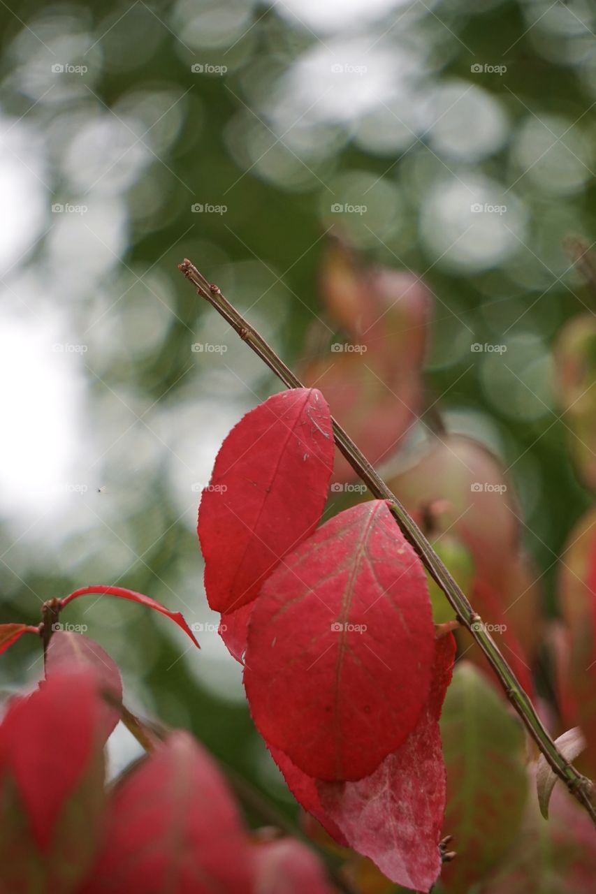 Bokeh background, “leafy” foreground. 