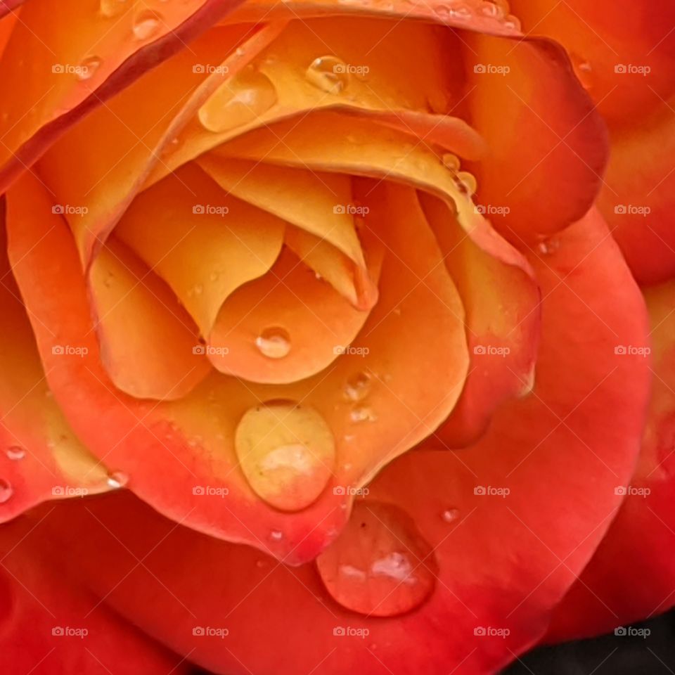 A bold and beautiful orange colored rose after the rain leaves water droplets on its petals.