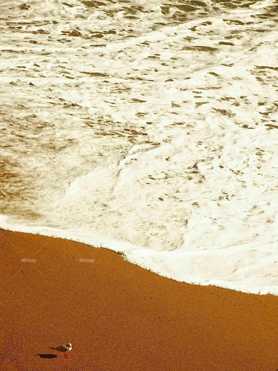 The beach and the seagull