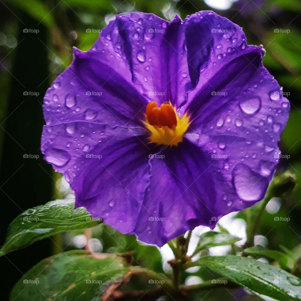 Purple floral dewdrops