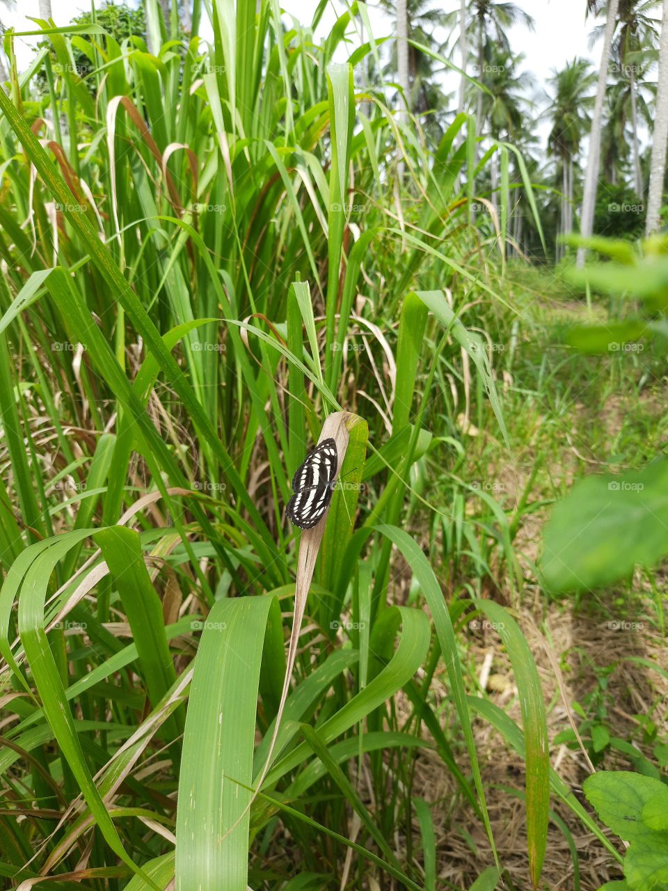 A small butterfly perched on a small tree