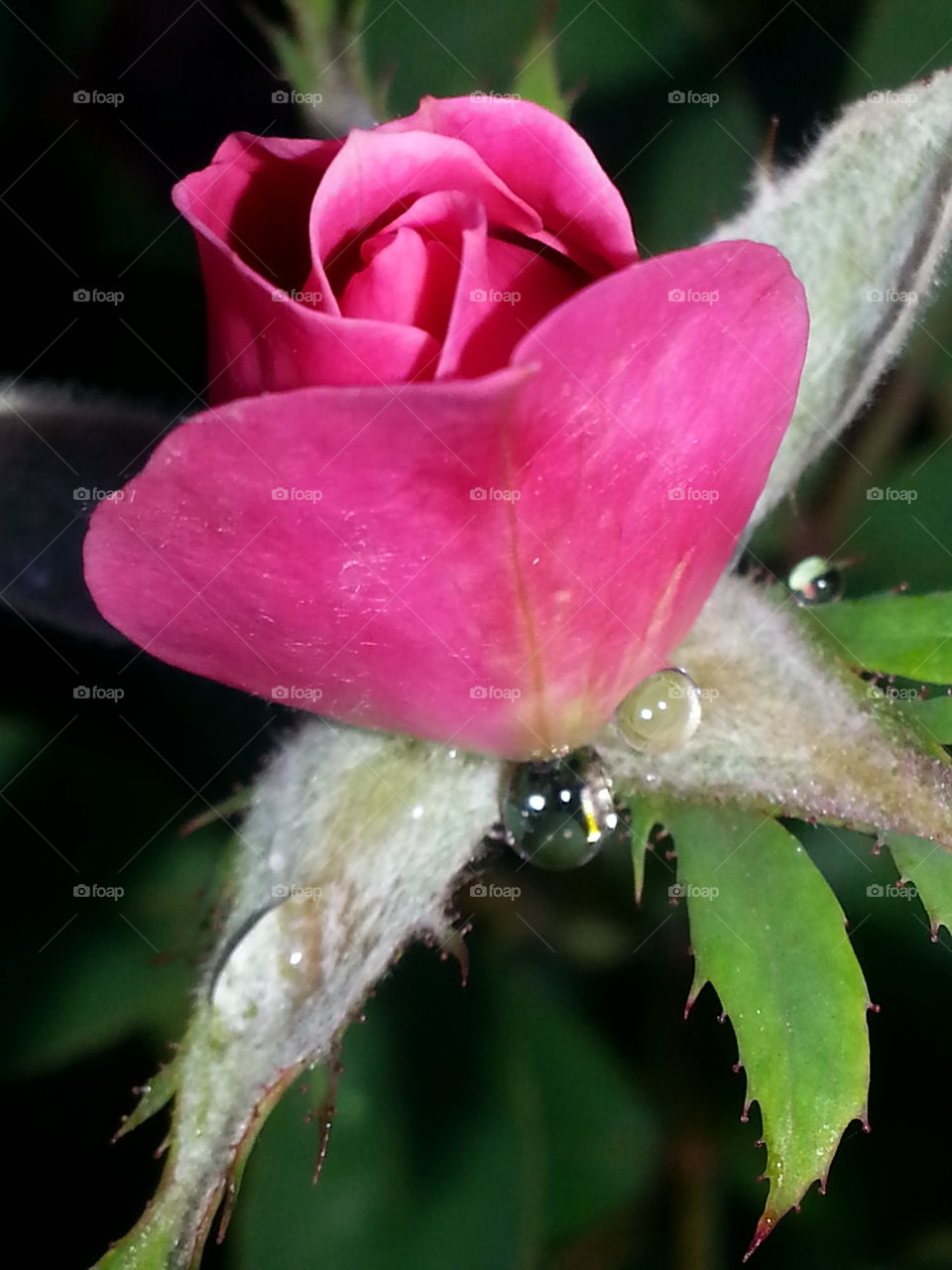 rose bud