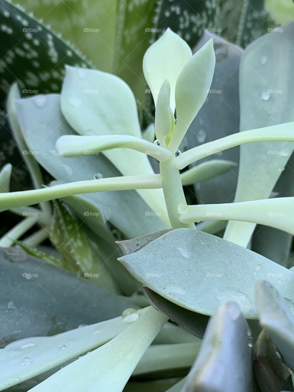 I love succulents. Varying shades of green. They all look beautiful together. They pair well with stone and wood. Droplets of water sit lovely on them. 