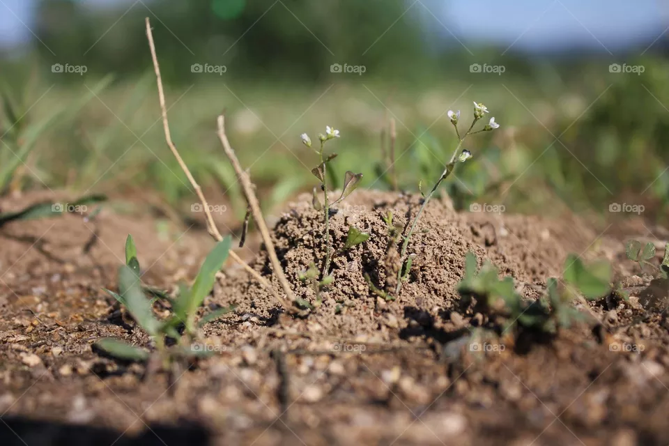 anthill