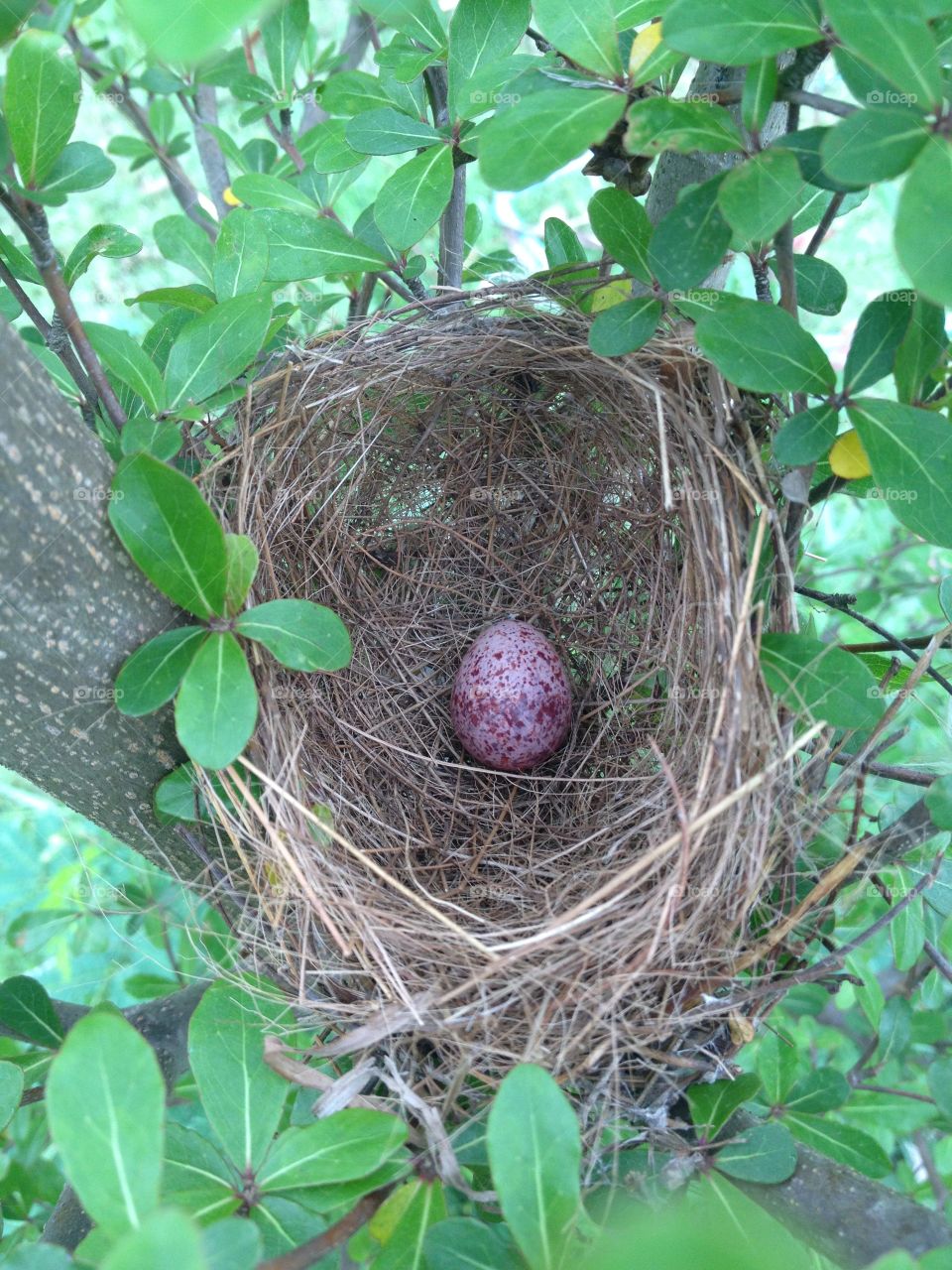 Egg bird in nest.