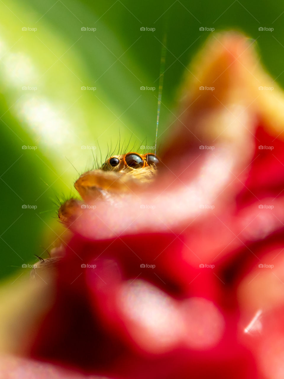 Crab Spider