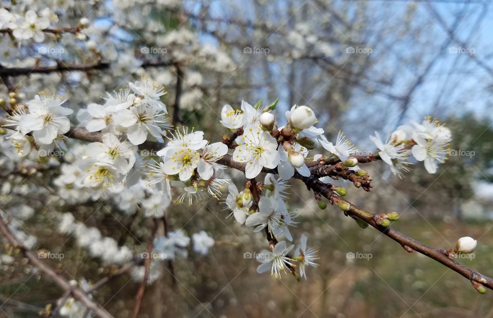 cherry blossoms