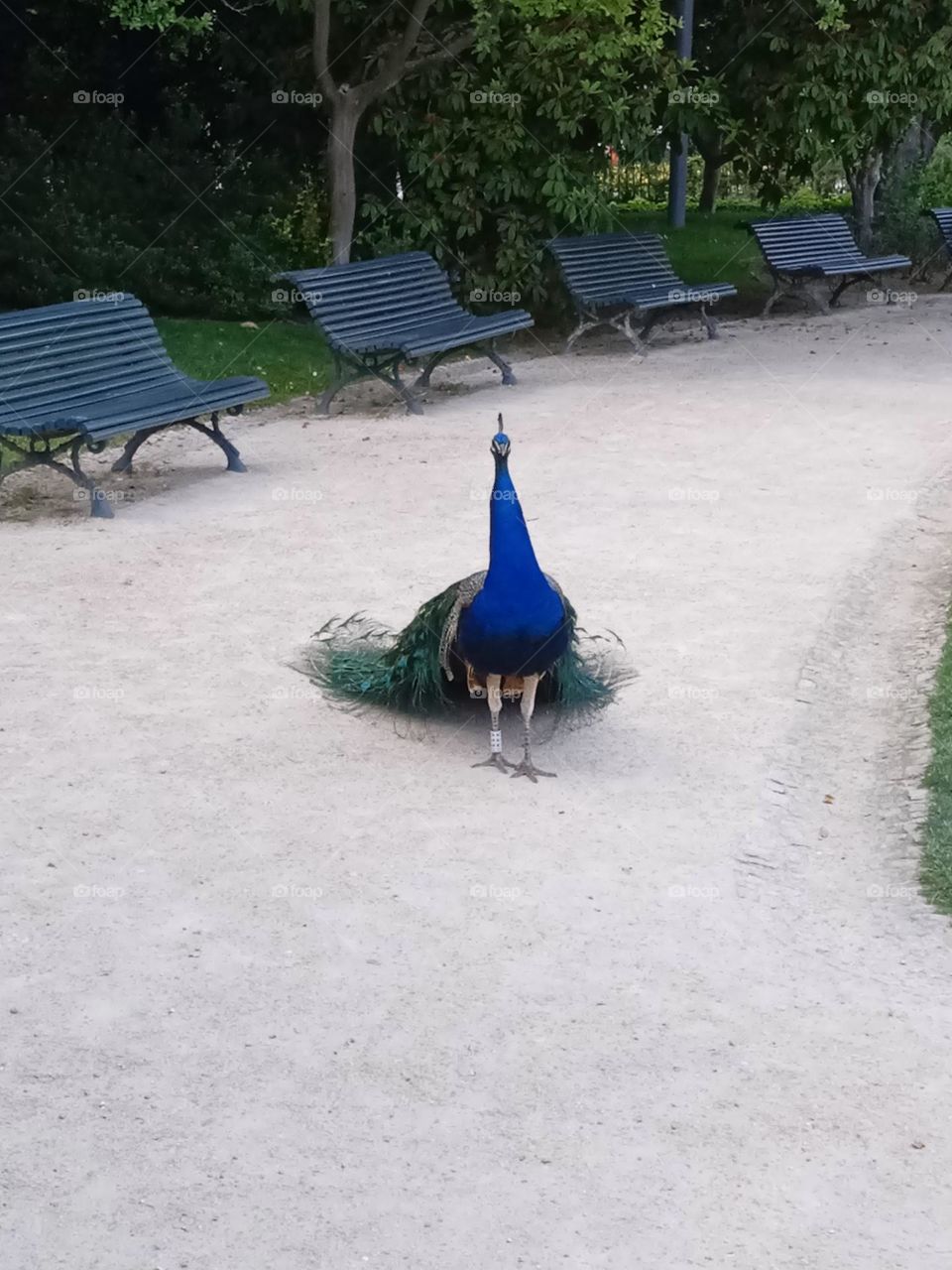 a peacock in the park of "Palacio de Cristal" in Porto