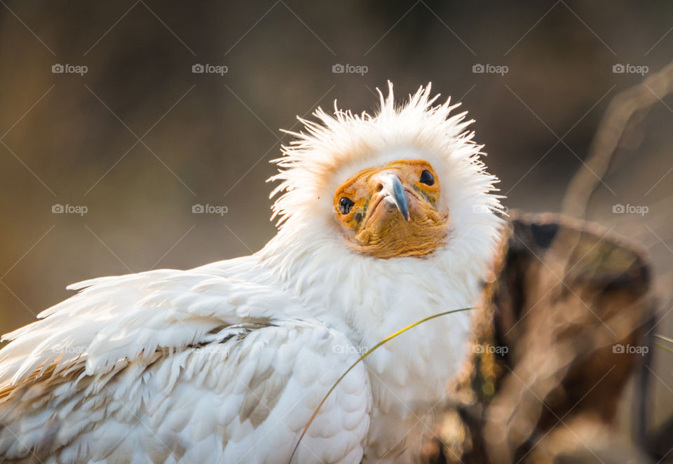 Close-up of Egyptian vulture bird