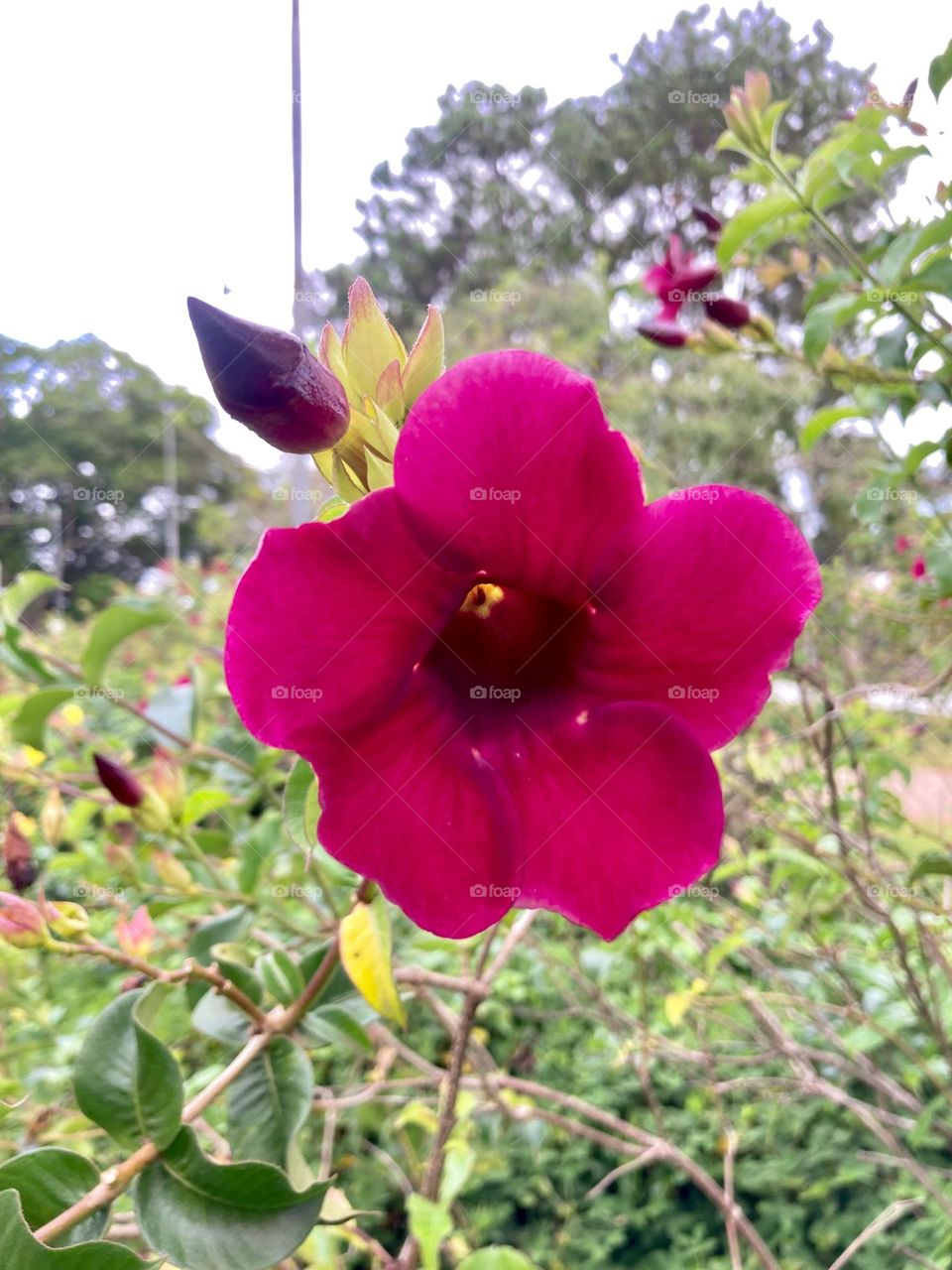 🌹 🇺🇸 Very beautiful flowers to brighten our day.  Live nature and its beauty. Did you like the delicate petals? / 🇧🇷 Flores muito bonitas para alegrar nosso dia. Viva a natureza e sua beleza. Gostaram das pétalas delicadas? 