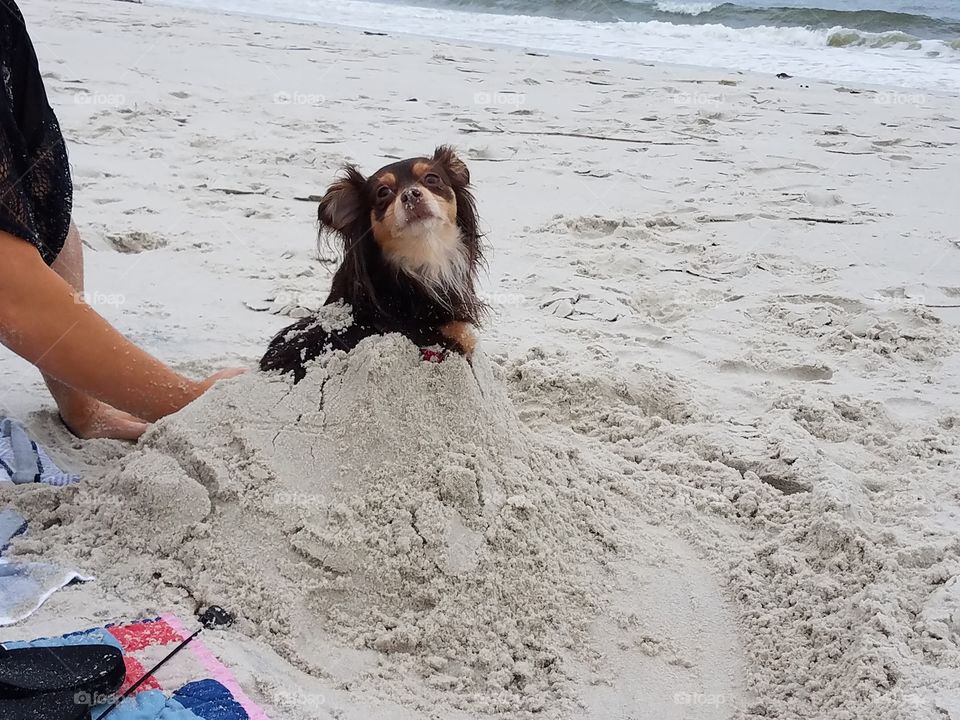 Puppy in the Sand